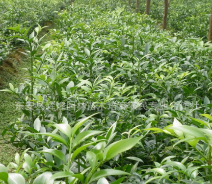 湖南竹柏苗 竹柏盆景盆栽 竹柏批发