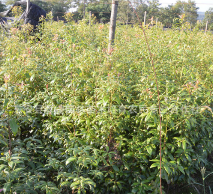 湖南金丝楠木树苗 小叶金丝楠木 金丝楠木苗批发低价出售金丝楠木1