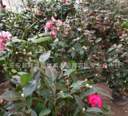 湖南茶花树苗 茶花苗批发 小区绿化树苗 自产自销0