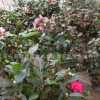 湖南茶花树苗 茶花苗批发 小区绿化树苗 自产自销0