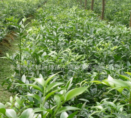 湖南竹柏苗 竹柏盆景盆栽 竹柏批发0