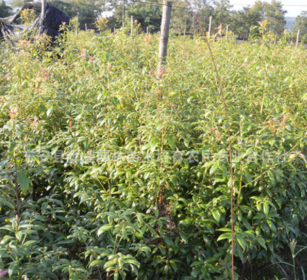 湖南金丝楠木树苗 小叶金丝楠木 金丝楠木苗批发低价出售金丝楠木0