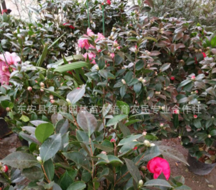 湖南茶花树苗 茶花苗批发 小区绿化树苗 自产自销1