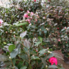 湖南茶花树苗 茶花苗批发 小区绿化树苗 自产自销1