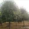 供应 独杆红叶石楠树3-5-8公分 红叶石楠小苗 石楠球量大优惠