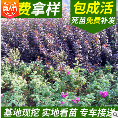 开原苗圃基地供应紫叶风箱果园林绿化植物 一年生扦插小苗图1