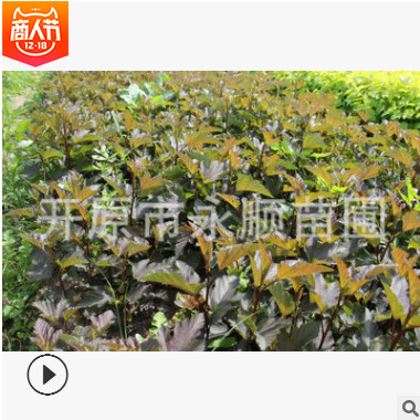 开原苗圃基地供应紫叶风箱果园林绿化植物 一年生扦插小苗图3