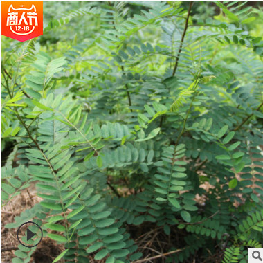 紫穗槐 紫穗槐小苗 丛生紫穗槐 园林绿化苗木 防沙固坡植物图3