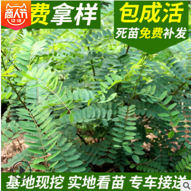 紫穗槐 紫穗槐小苗 丛生紫穗槐 园林绿化苗木 防沙固坡植物图2