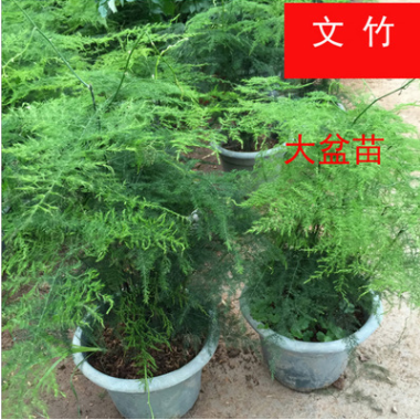 【基地直供】室内盆栽花卉 盆栽植物 观赏花卉 文竹