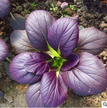 批发优质蔬菜种子 紫青菜种子 营养价值高 青菜种子