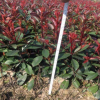 红叶石楠，耐干旱瘠薄，耐寒性强，叶鲜红且持久，生长速度快，萌芽性强，耐修剪
