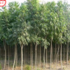供应 无患子 无患子大树 绿化苗木花卉草坪 单品主打
