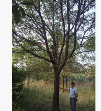 长兴泗安精品红榉 榉树 各种规格 量大可实地看货14