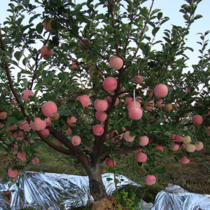 又农 精品苹果树