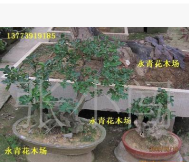 出售高档榆树盆景 规格齐全 欢迎新老客户咨询选购
