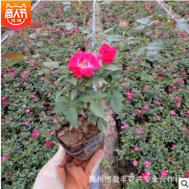 微型月季花苗 迷你玫瑰苗 室内桌面 带花发货月季盆栽 迷你芳香型