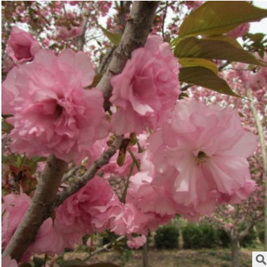 工程绿化用风景树高杆樱花胸径5-8公分高杆樱花分支点1.6米
