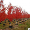 供应园林绿化树 改良红枫 十月光辉红枫观赏树 价格从优