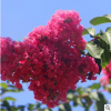 速生艳红紫薇 观赏树 价格从优 可批发 供应园林绿化 红花紫薇
