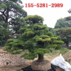 造型黑松批发基地1米 2米 2.5米造型黑松价格 现货直销