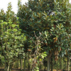 批发工程绿化苗木 庭院植物玉兰苗 广玉兰苗 规格齐全 量大优惠