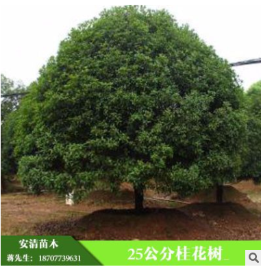 精品25公分桂花树 批发常绿乔木供应各种规格绿化苗木工程苗木
