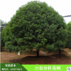精品25公分桂花树 批发常绿乔木供应各种规格绿化苗木工程苗木