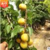 山东基地大量供应凯特杏树苗品种保证秋季种植明年结果