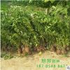 优惠批发供应连翘苗 批发绿篱花坛用连翘苗 工程绿化连翘小苗