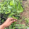 基地热卖兔眼蓝莓苗 南北方种植 庭院阳台蓝莓苗盆栽 价格便宜
