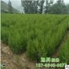 现货直销侧柏 自家基地种植易成活绿化专用侧柏小树 侧柏批发