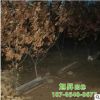 长期批发大果板栗树 油栗树 嫁接南方北方种植栗子树
