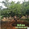 长期出售山楂树 山里红果树苗多种规格挂果多 山楂树价格