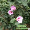 批发木槿树 大量供应盆栽花苗阳台庭院公园观花绿植 木槿树