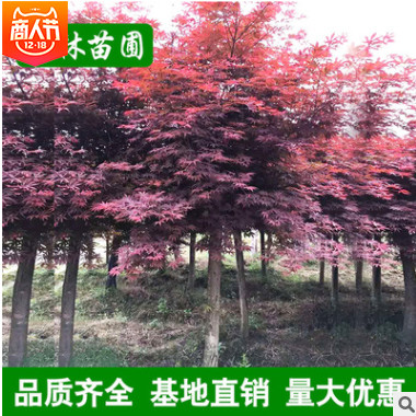 红枫大树 园林绿化苗木 供应大小苗 庭院景观红枫树