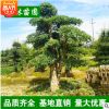 供应园林绿化苗木 椤木石楠树 造型椤木石楠 规格齐全 基地直销