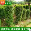 金叶女贞苗 常年供应优质 女贞柱 女贞球 金叶女贞球绿化工程苗