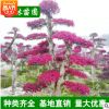 供应造型红檵木桩 湖南优质造型红桎木桩 精品红继木桩批发