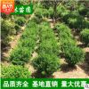 大量出售大叶黄杨球 小叶黄杨球 瓜子黄杨 规格齐全