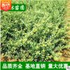 批发龟甲冬青球 绿化灌木 常绿型苗木 龟甲冬青工程苗 灌木苗