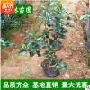 茶梅小苗专业基地 工程苗茶梅 茶梅庭院绿化植物盆栽花卉 篱笆苗