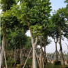 大量低价供应绿化苗木仁面子仁妙自家苗场种植销售宠物及园艺园林