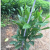 低价供应绿化苗木非洲茉莉花木农户自家花场直销宠物及园艺园林