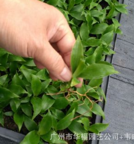 厂家直销 室内优质观叶植物 直版青叶也门铁苗 广州花卉种苗批发