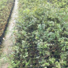 粉花山扁豆树苗 带原种植盆发货 成活率高 多省包邮