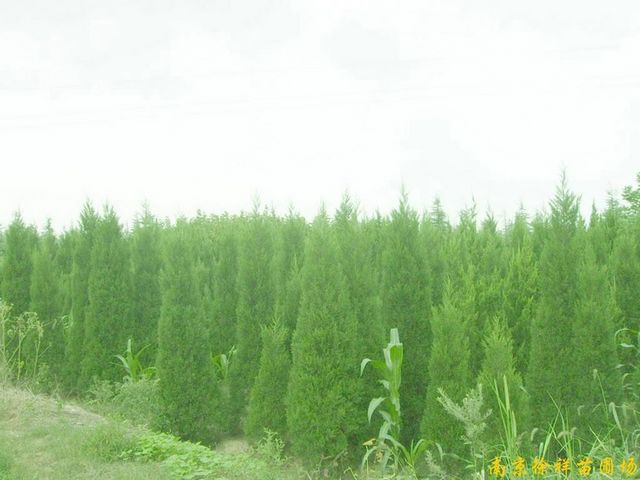 供应江苏南京蜀桧等多种绿化苗木图1
