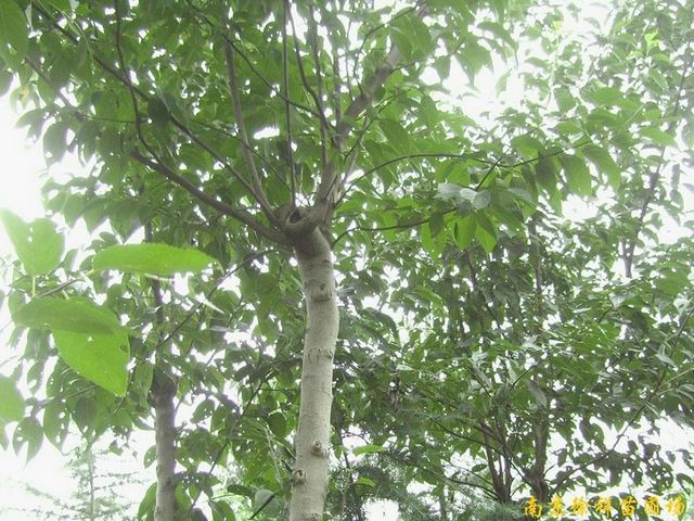 供应江苏南京杜仲等多种绿化苗木图1