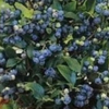 批发果树 蓝莓树苗 蓝莓苗 盆栽果树苗 兔眼 南方种植 当年结果
