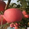 大量批发苹果树 烟富苹果树 红将军苹果树品种纯正 包运输